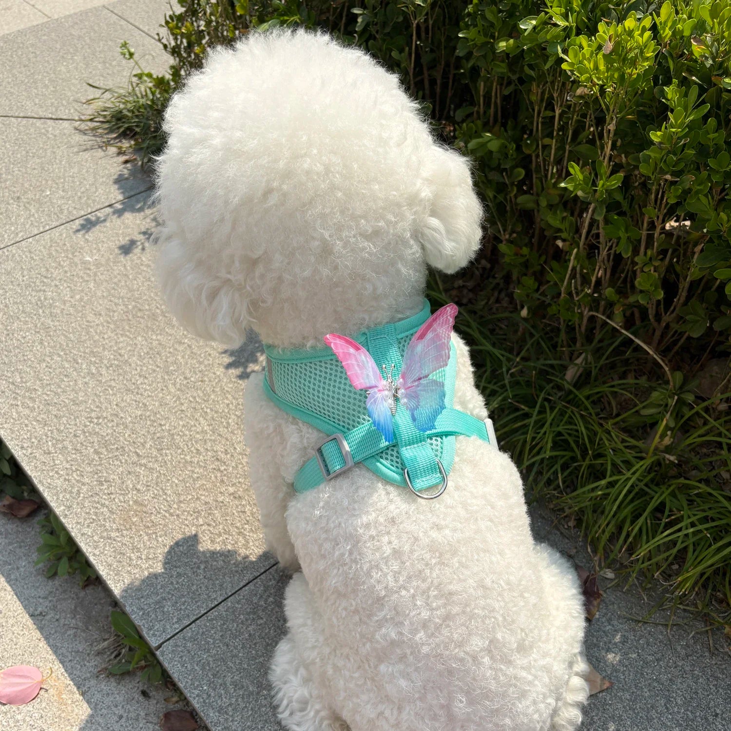 Butterfly Cute Breathable Dog Harness