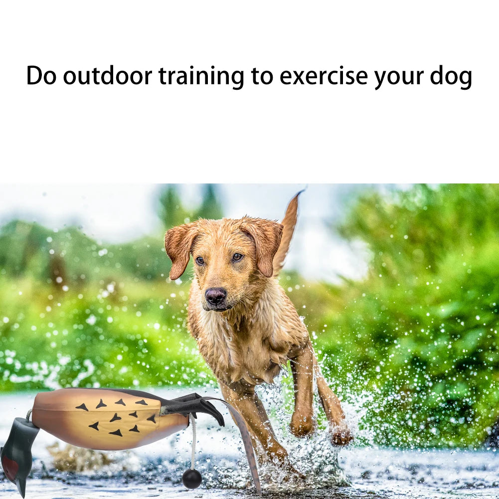 Pheasant Dog Hunting Trainer