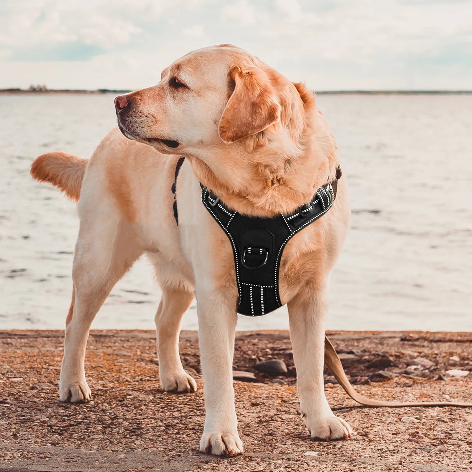 Dog Harness No Pull Nylon Adjustable Reflective Dog Vest
