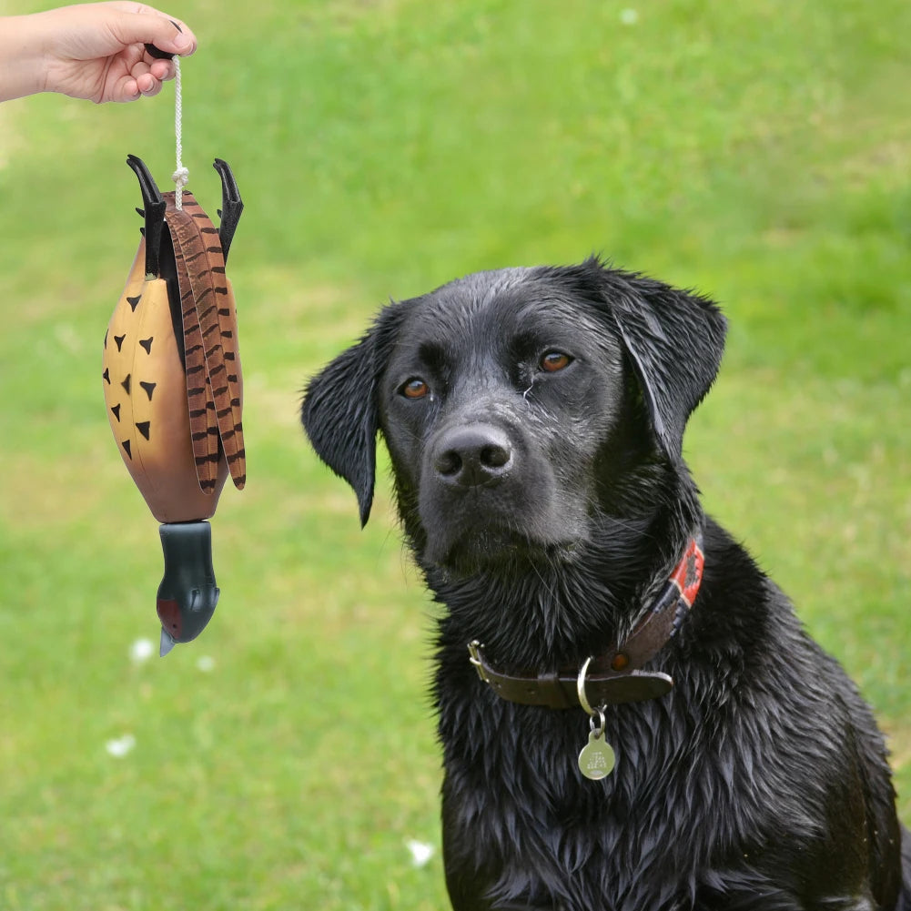 Pheasant Dog Hunting Trainer